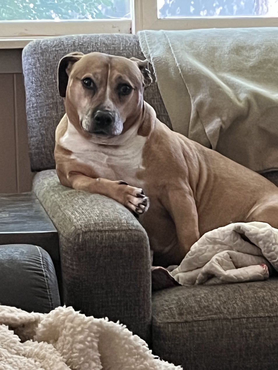 Lola, Tina's dog, sitting in a chair and supervising.